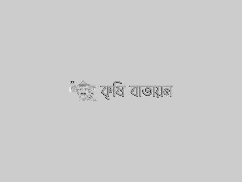 ধানের পামরী পোকা...