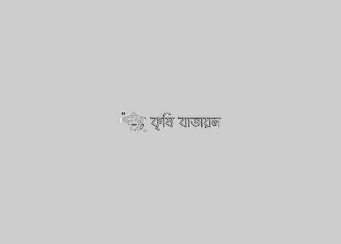 জলবায়ু পরিবর্তন অভিযোজন কৌশল  হিসাবে লবনাক্ত  জমিতে মিনি পুকরের সাহার্য্যে সবজী চাষ।