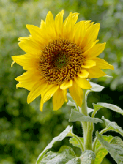 সূর্যমুখী চাষ