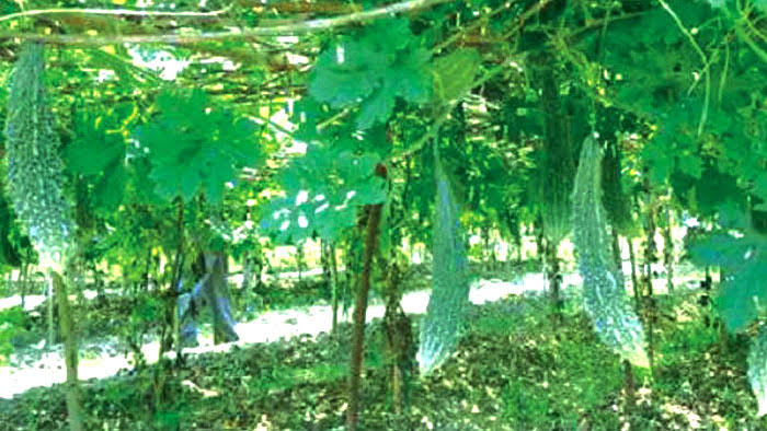 এ সময়ের শাক সবজি