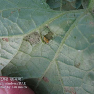 ঝিঙ্গার কাঁঠালে পোকা