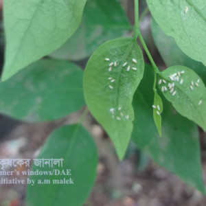 অরবরই সাদামাছি