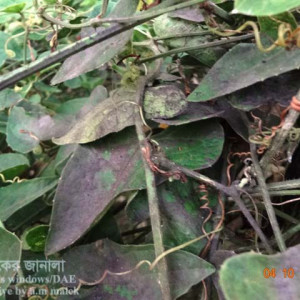 পটলের সুটি মোল্ড রোগ