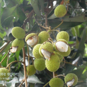 লিচুর ফল ফেটে যাওয়া সমস্যা