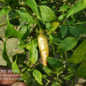 মরিচের ব্যাকটেরিয়াজনিত নরম পঁচা রোগ