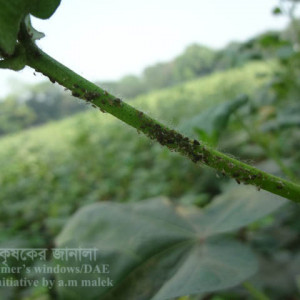 তুলার জাবপোকা বা এফিড