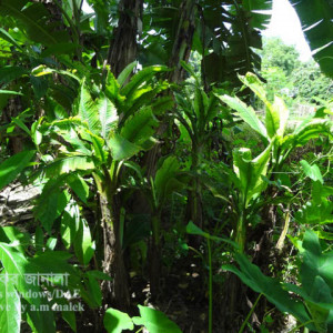 কলার গুচ্ছমাথা রোগ / ভাইরাস রোগ