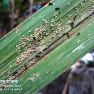 আখের জাবপোকা বা এফিড