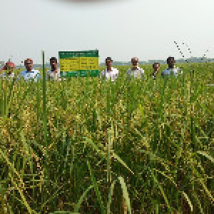 রাজস্ব প্রদর্শণী আমন ২০১৭-১৮