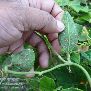 পটলের খোসা পোকা