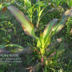 ফসফরাস সারের ঘাটতি