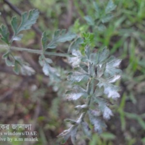 গাজরের পাউডারী মিলডিউ রোগ