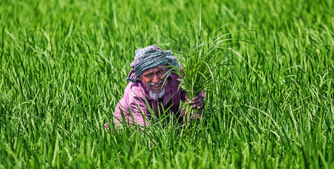 ঝালকাঠিতে ভাসমান পেয়ারা বাজার